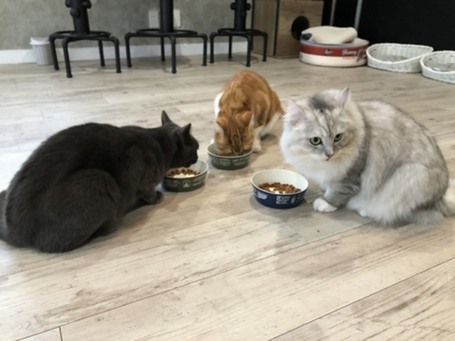 MC Kofu エムシーコウフの写真1