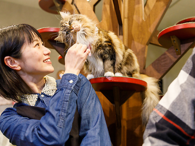 PARK72 ネコCAFEの写真1