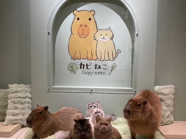 カピねこ原宿の写真1