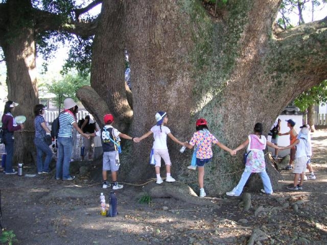 岡中鎮守社の樟の写真1