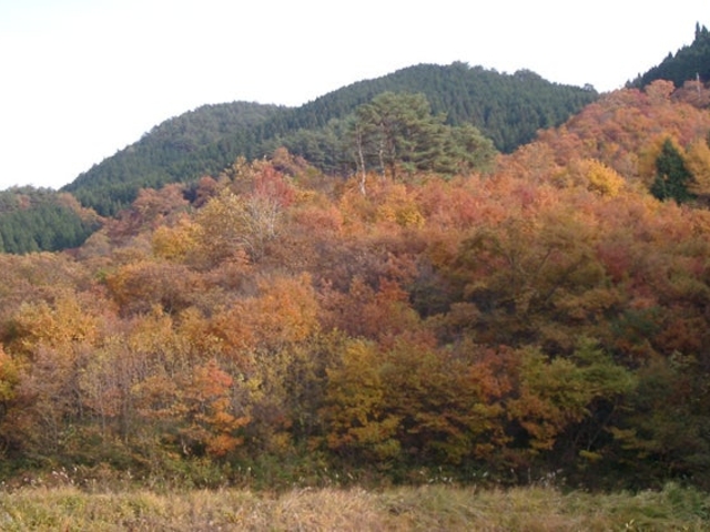 大久留美山森林公園の写真1
