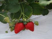 あぐり丹波3Dいちご園の写真1