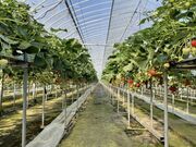 あぐり丹波3Dいちご園の写真2