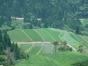 つく米棚田の写真1