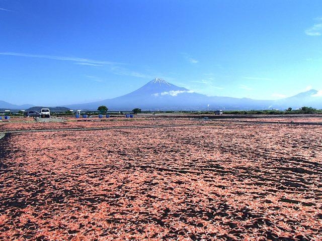 富士川河川敷(桜えび干し場)の写真1