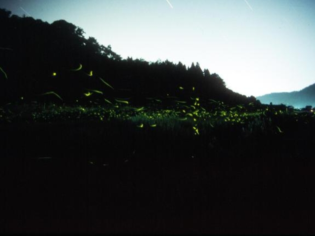 ホタルの写真1