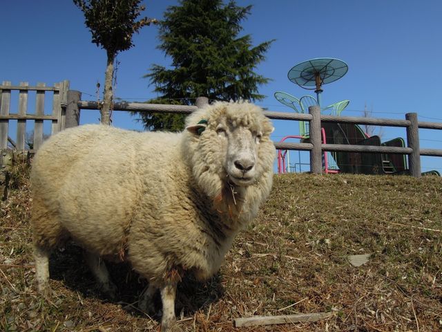 上の台緑の村