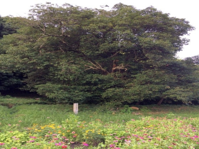 池ノ谷のアラカシの写真1