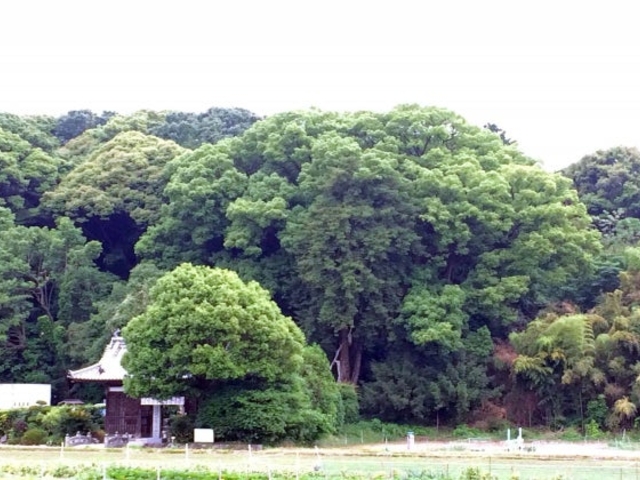 小松尾寺のクス