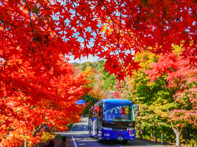 紅葉の寒霞渓としまめぐり観光バス_小豆島交通株式会社