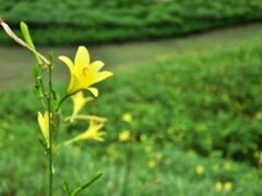 船平山/ゆうすげの写真1