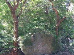 弥谷寺のバクチノキの写真1