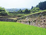 岩座神の棚田の写真2