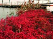 芦刈海岸の写真1