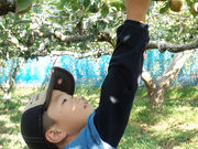 松尾観光梨園の写真3