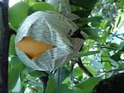 松尾観光梨園の写真4