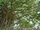 ガジュマル巨木の写真2