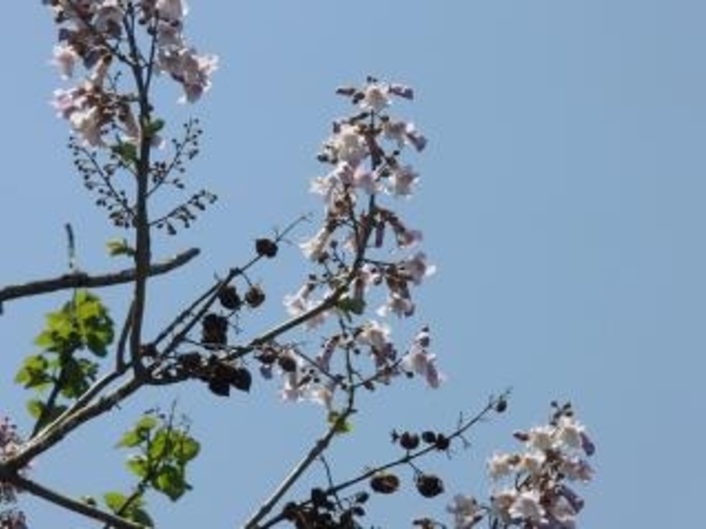 桐の花の写真1