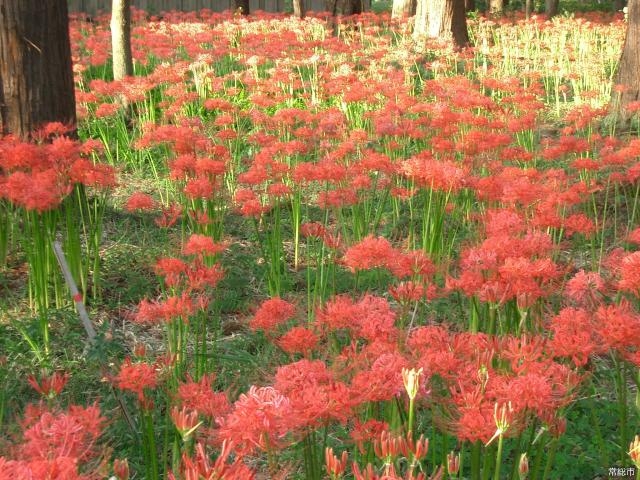 弘経寺の彼岸花の写真1