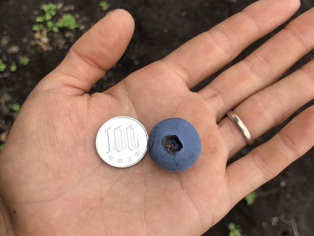 100円玉くらいの大きさはゴロゴロありますよ〜!_ごきげんブルーベリーファーム
