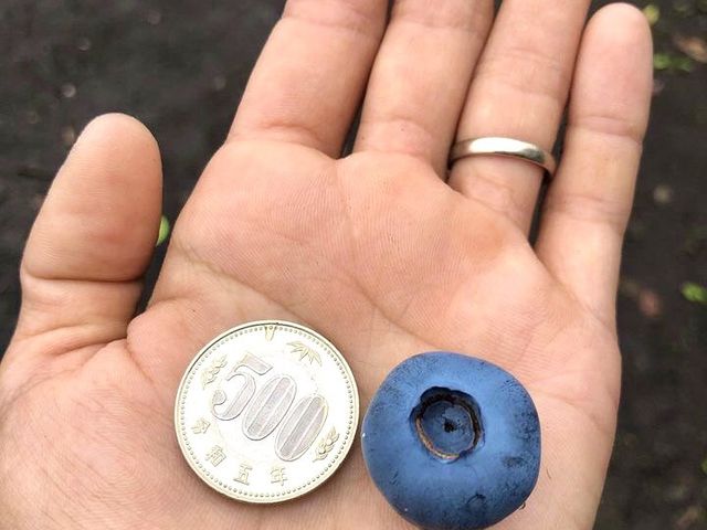 500円玉並みに大きいブルーベリーも発見してみてください!_ごきげんブルーベリーファーム