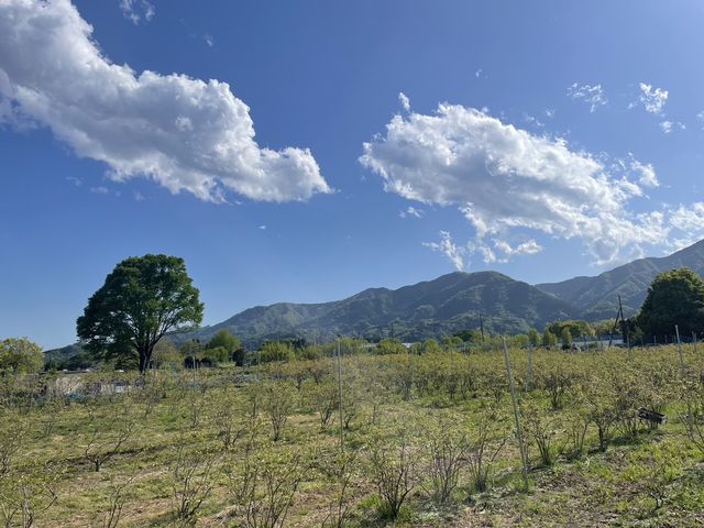 丹沢山塊に囲まれた自然豊かなブルーベリーファームです。_ごきげんブルーベリーファーム
