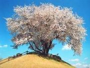つがの里シンボル山桜の写真1