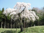 龍興寺のしだれ桜の写真1