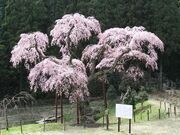 龍興寺のしだれ桜の写真2