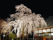 慈眼寺のシダレザクラの写真1