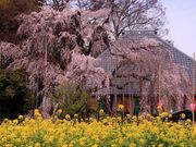 慈眼寺のシダレザクラの写真2