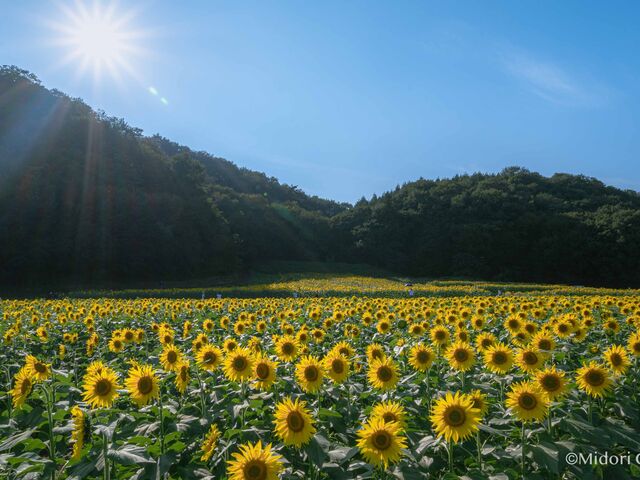 ひまわり花畑_ひまわりの花畑
