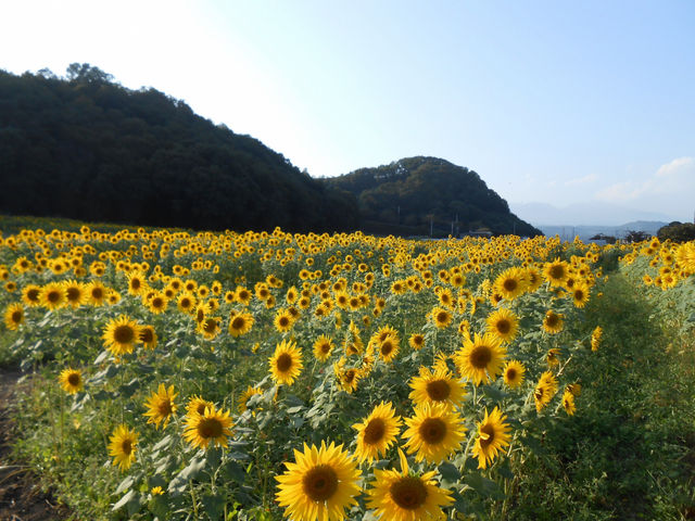 ひまわりの花畑