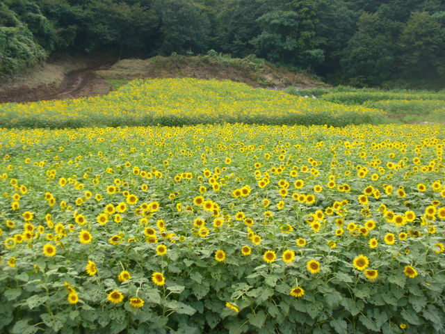 ひまわりの花畑