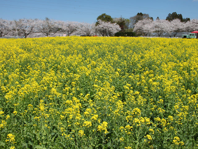 菜の花摘み(成田ゆめ牧場)の写真1
