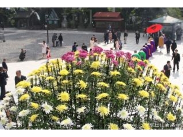 成田山菊花大会_成田山菊花大会