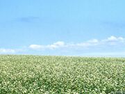 江丹別そば畑の写真1