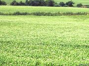 江丹別そば畑の写真2