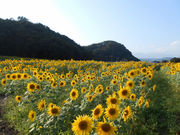 ひまわりの花畑の写真1
