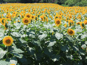 ひまわり迷路(成田ゆめ牧場)の写真1