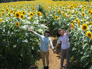 ひまわり迷路(成田ゆめ牧場)の写真2