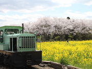菜の花摘み(成田ゆめ牧場)の写真2