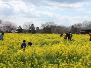 菜の花摘み(成田ゆめ牧場)の写真3