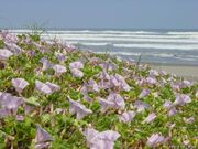 白里海岸の写真1