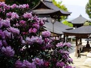 岡寺の石楠花の写真1