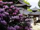 岡寺の石楠花の写真2