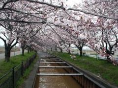 すご堀の桜並木【桜の名所】の写真1