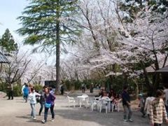 雪椿の群生地 加茂山公園【桜の名所】の写真1