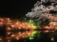 高田公園/第87回高田城百万人観桜会【桜の名所】の写真1
