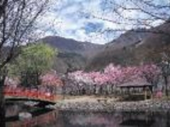 湯沢中央公園【桜の名所】の写真1